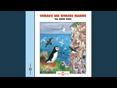 Vidéo: Quel type d'oiseau est un fulmar ?