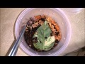 Tarantula Feeding Video 6 - Blondie Strikes!