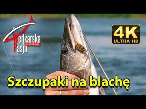 Szczupaki na blachę odc. 145 | #wędkarstwo spinningowe 4K | #łowienie szczupaków