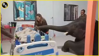 Polite Elephant Visits Its Owner in Village Hospital | Heart-breaking Moment by Ben Sojo 26,290 views 5 months ago 2 minutes, 38 seconds