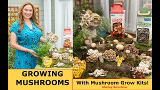 Growing MUSHROOMS with a Mushroom Grow Kit at Home!  Shirley Bovshow by Eden Maker by Shirley Bovshow 3,508 views 2 years ago 4 minutes, 7 seconds