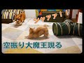 ドッグランすみっこ物語
