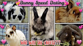 My Rabbit Chooses a New Partner! *Bunny Speed Dating*