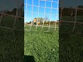 Esperanto R v Wickford