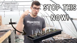 What To Do About LEGGY Seedlings (Even In A Greenhouse) by MIgardener 23,585 views 1 month ago 6 minutes, 47 seconds