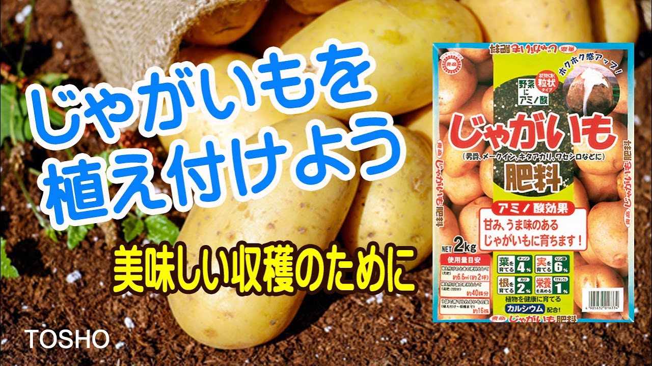 じゃがいもの植付 じゃがいもの肥料で美味しいじゃがいもの収穫 Youtube じゃがいもの植付 じゃがいもの肥料で美味しいじゃがいもの収穫 Youtube
