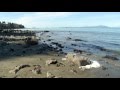 Herring spawn  shaw tv nanaimo