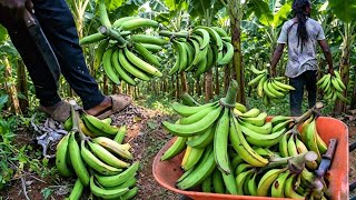 Información SUMMER HARVEST OF PLANTING TO SELL TO THE MARKET IT SURPRISE ME  Actualización
