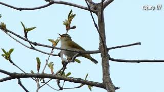 Kicau warbler warbler bird song Song of call of the Eastern Crowned Warbler HD