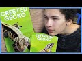 Reviewing PetSmart's Gecko Care Guides (Vet Approved!)