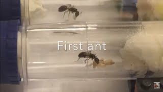 5 Ants Hatching Close-Up (TimeLapse)