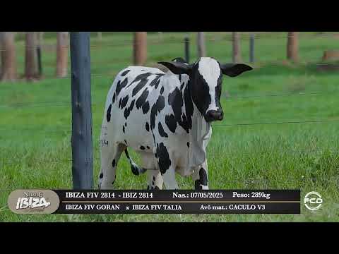 Lote 183 - IBIZ 2814