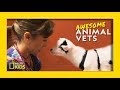 So you want to be a vet  awesome animal vets