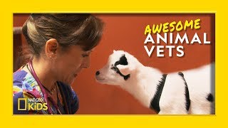 So You Want To Be a Vet? | Awesome Animal Vets