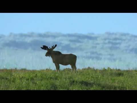 Greater Yellowstone Grizzly Country