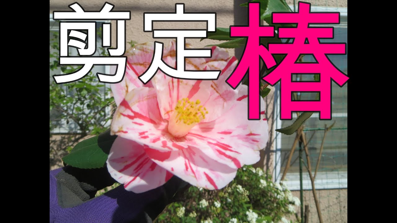 造園技能士 椿の剪定 方法簡単に Tubaki Youtube 造園技能士 椿の剪定 方法簡単に Tubaki Youtube