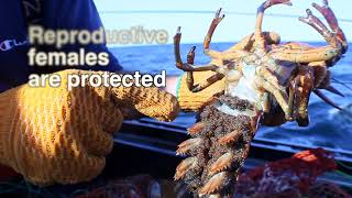 Catching LOBSTER in NEW ENGLAND