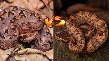 Rắn chàm quạp vs Rắn lục núi - Con nào nguy hiểm hơn ? |  @leafhouse1986