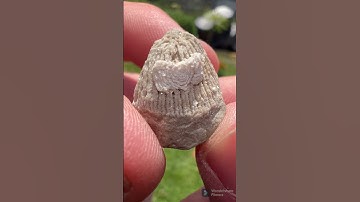 What Makes This Horn Coral Cool??? - Short 293 #shorts #fossils #teamrockit