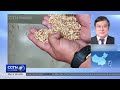 Chine : les pluies retardent la récolte et le séchage du blé