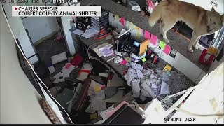 Husky causes hefty damage at Colbert County Animal Shelter