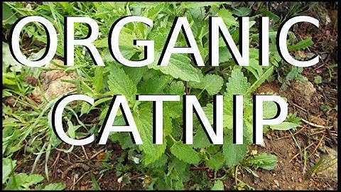 Organic Catnip: Harvest, Dry, and Process for Cats