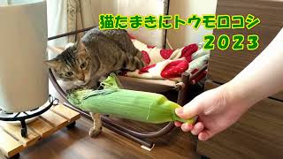 猫たまきにトウモロコシ2023