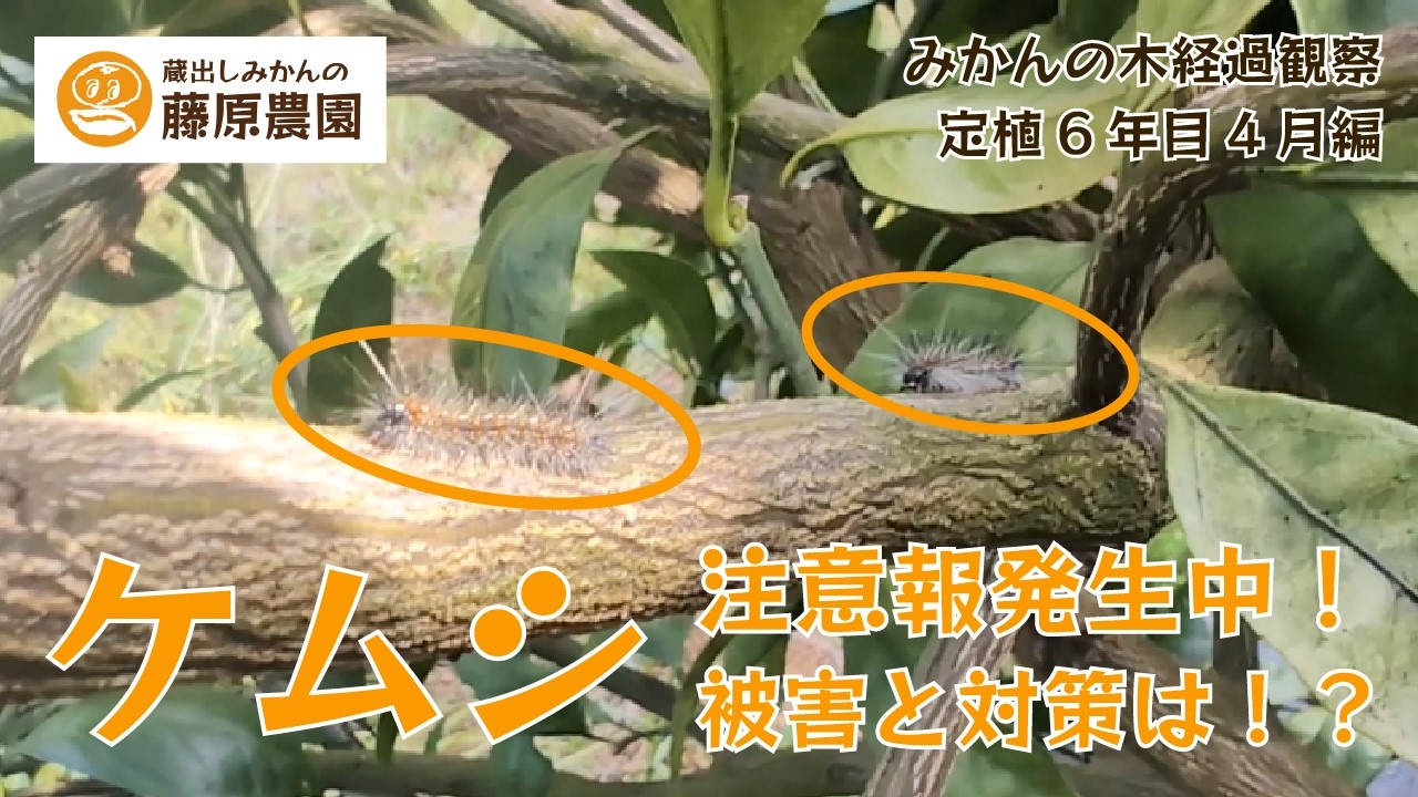毛虫（ケムシ）発生中！被害とその対策は！？みかん成長観察2026年4月編