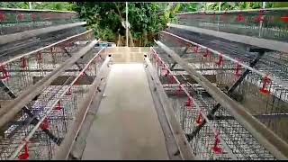 newly installed A type layers chicken cages