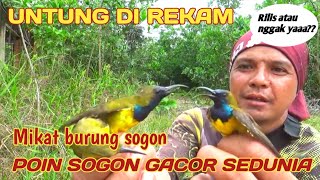 MIKAT HUJAN BURUNG,POIN BURUNG SOGON GACOR SEDUNIA SAMPAI RAGU UNTUK MERILISNYA