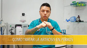 ¿Son buenos los paseos largos para los perros con artritis?