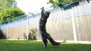 Luna The Maine Coon Displaying Her Agility And Prowess