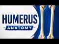Humerus bone anatomy for DPT students explained in urdu by Dr. Anam
