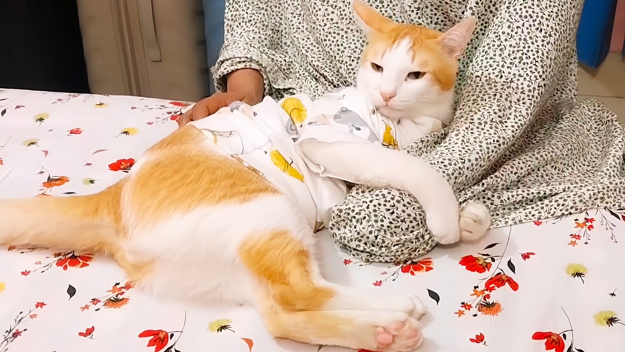 খেলনা খুঁজে পায় নি তাই চিন্তায় পড়ে গেছে 😱