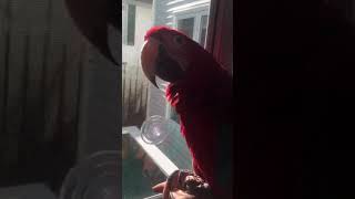 Parrot Answers The Door