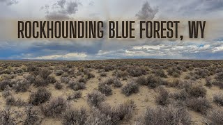 Rockhounding the Blue Forest, Wyoming | Petrified Wood Everywhere!
