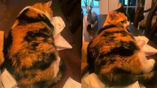 Cat Doesn't Appreciate Being Called Fat by Betch 6,161 views 1 year ago 3 minutes, 19 seconds