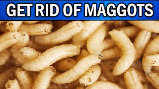 How to Get Rid of Maggots on Patio, Bin, Carpet and Garden Naturally