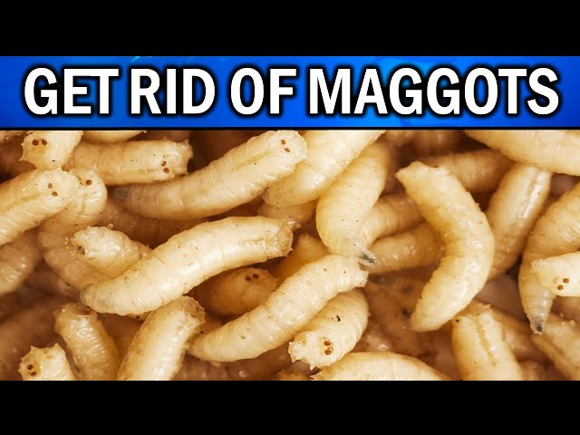 How To Get Rid Of Maggots On Patio Bin