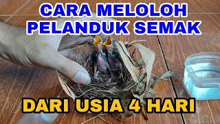 CARA MELOLOH PELANDUK SEMAK / MELOLOH BURUNG COHONG / MELOLOH BURUNG CINGCOHO