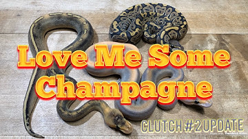 2019 Ball Pythons: CHAMPAGNE COMBOS
