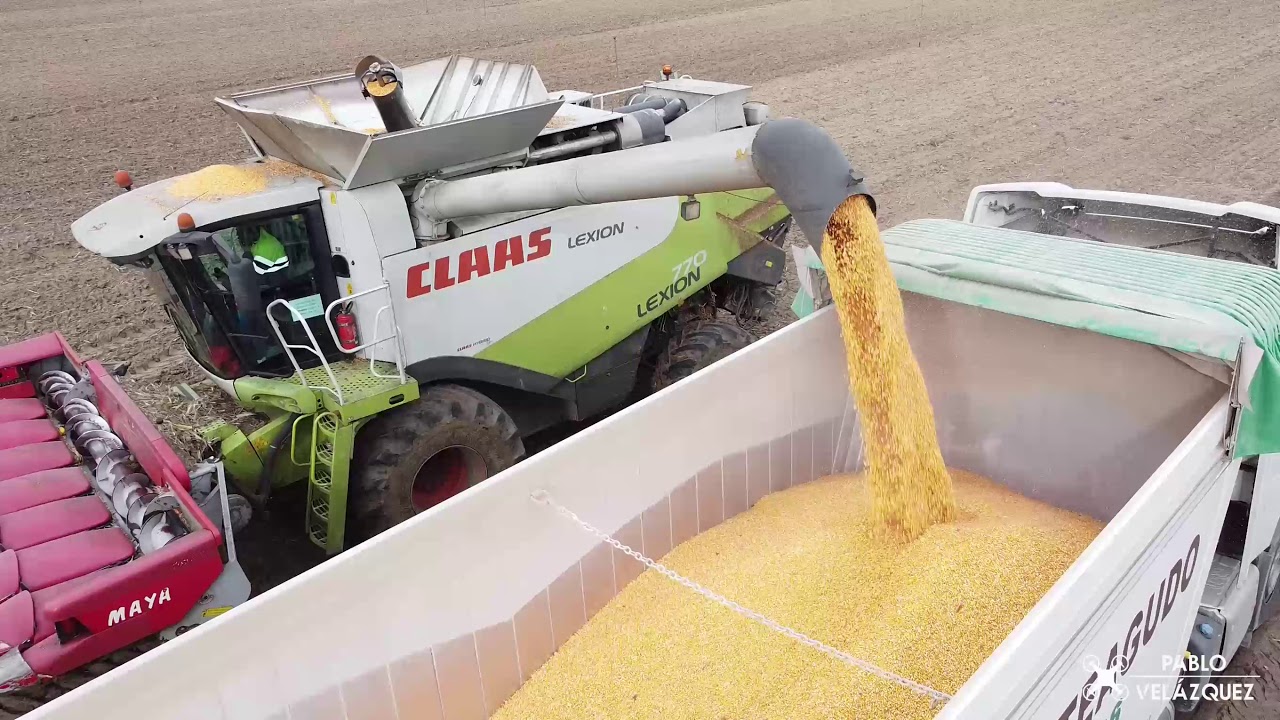 ¡VAYA MANERA DE TRAGAR! | Claas lexion 600 | Cosecha de maíz 2020 | Hnos.LLORENTE