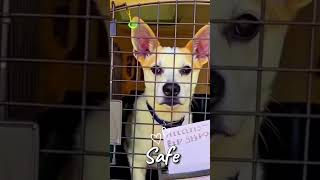 Every Crate Is a Rescue Dog = 2 Easy Ways to Help