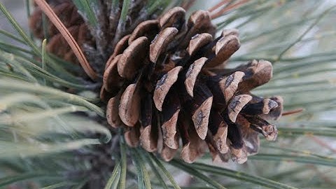 How to identify red pine (Pinus resinosa)