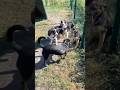 Fluffy Geniuses Crew 16 #dogshorts #dogvideosfunny #australianshepherd #entlebucher #dogvideos #dogs