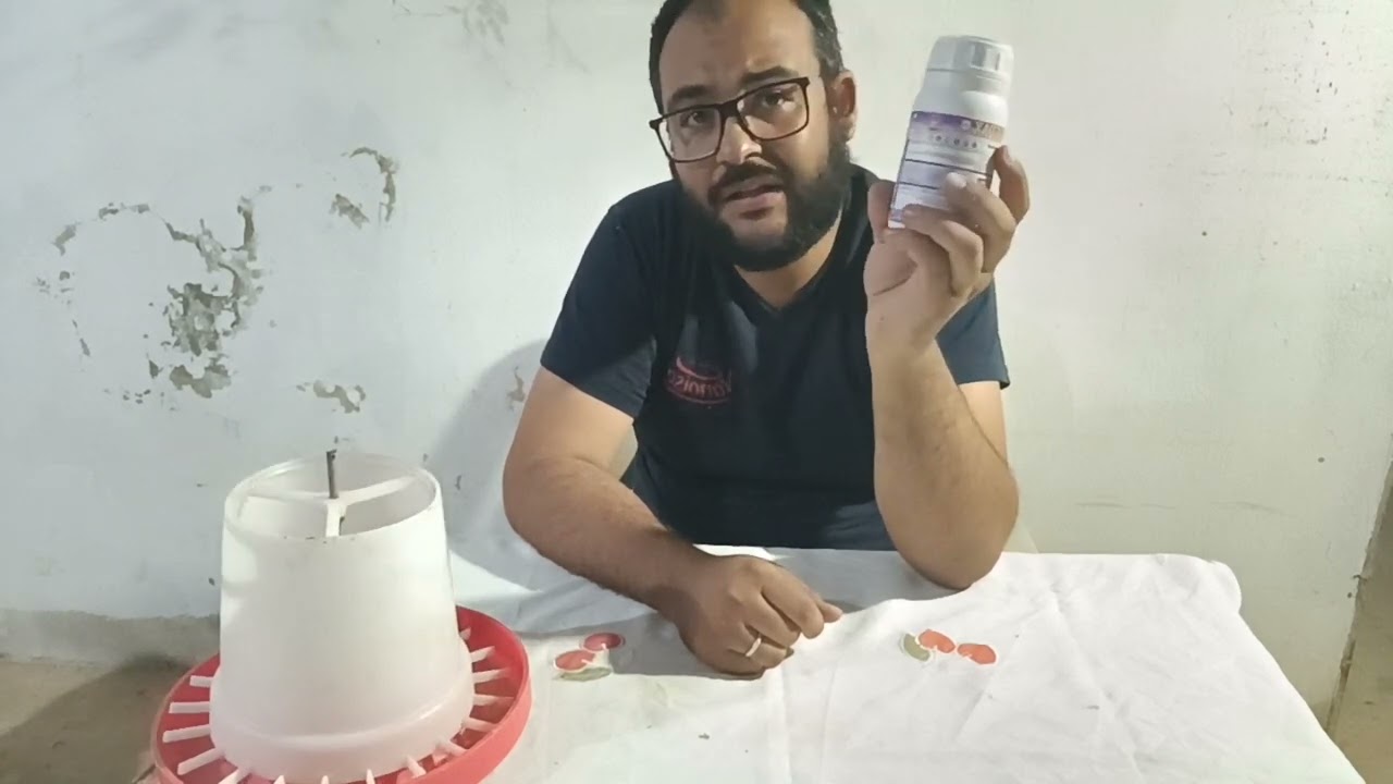 احسن علف لانتاج البيض 🥚/  هل النخالة والخبز 🍞 او العلف المركب