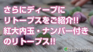 【多肉植物】さらにディープにリトープスをご紹介!!紅大内玉・ナンバー付きのリトープス!!【succulent】トロピカルガーデン