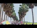 Palm tree road in ghughudanga