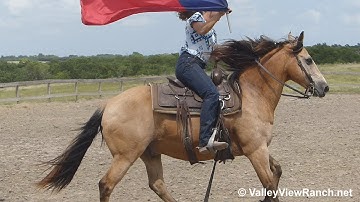 Captain***For info, price, etc., go to our website*** ValleyViewRanch.net