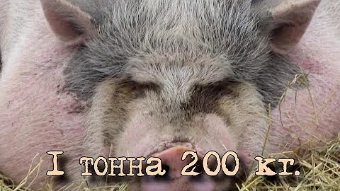 Огромная СВИНЬЯ весом больше 1 тонны!
